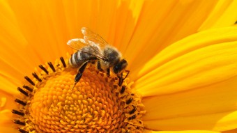Eine Biene sitzt auf der Blüte einer Blume