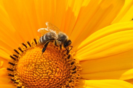 Eine Biene sitzt auf der Blüte einer Blume